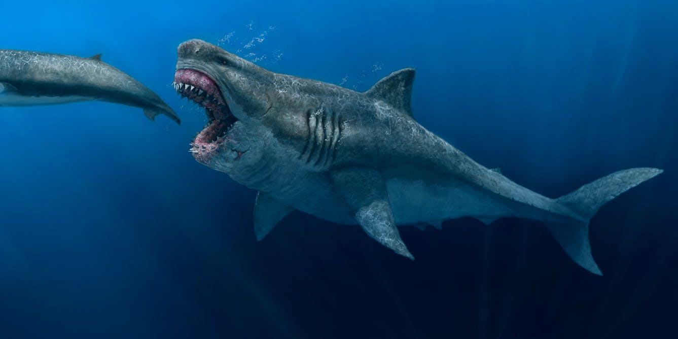 Ancient megalodon super-predators could swallow a great white shark whole,  new model reveals