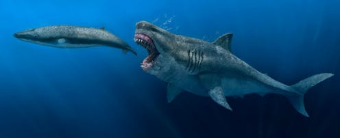 Ancient megalodon super-predators could swallow a great white shark whole, new model reveals