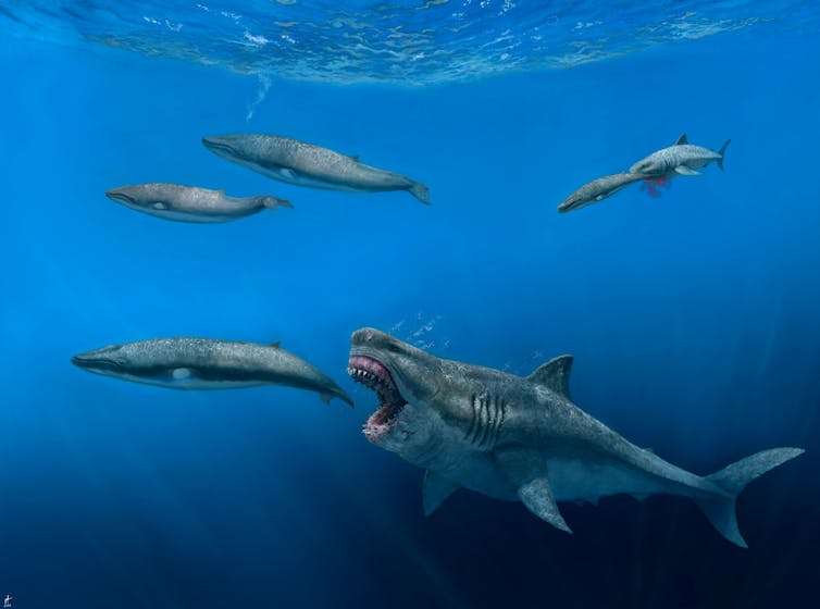 A scene of whales underwater, with enormous megalodon preying on them
