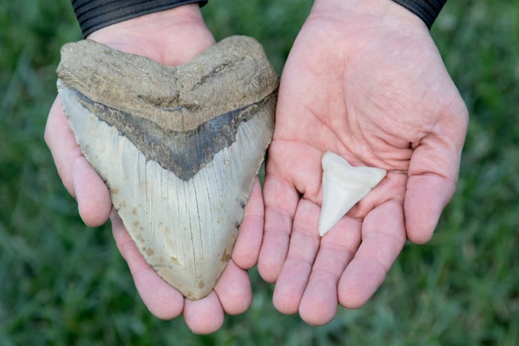 Two hands showing an enormous tooth on the left and a small triangular tooth on the right