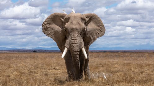 Why are bigger animals more energy-efficient? A new answer to a centuries-old biological puzzle