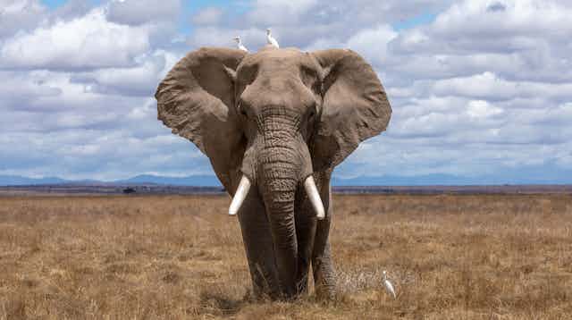 A photo of an elephant with two small birds sitting on its head.
