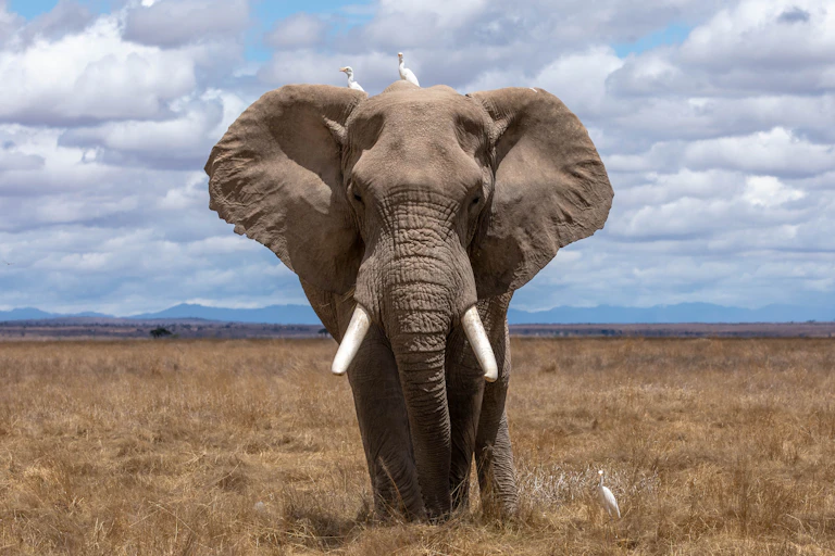 A photo of an elephant with two small birds sitting on its head.