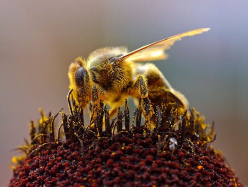 What constitutes a mind? Lars Chittka challenges our perception of sentience with the smallest of creatures