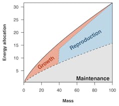 Energy allocation to maintenance, growth, and reproduction