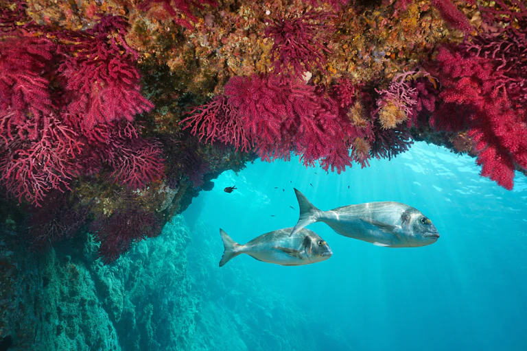 Two fish swimming in front of colourful soft coral. of