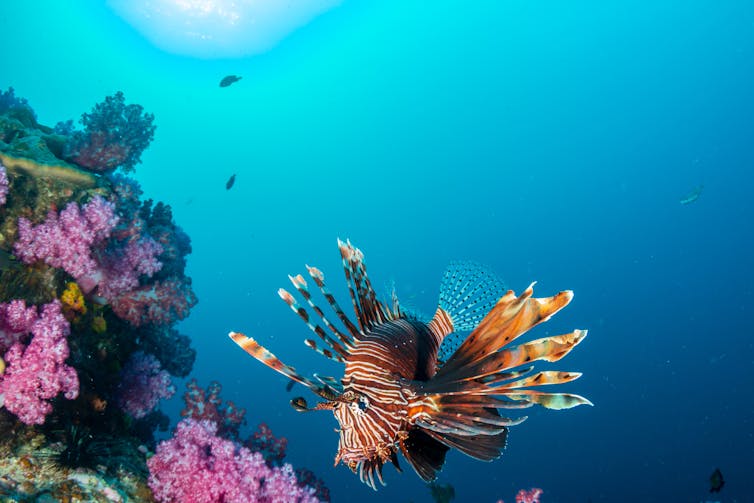 A lionfish with its many fins swimming against a soft coral background within a deep blue ocean.
