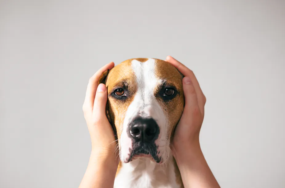 Dog with ears covered up with human hands.