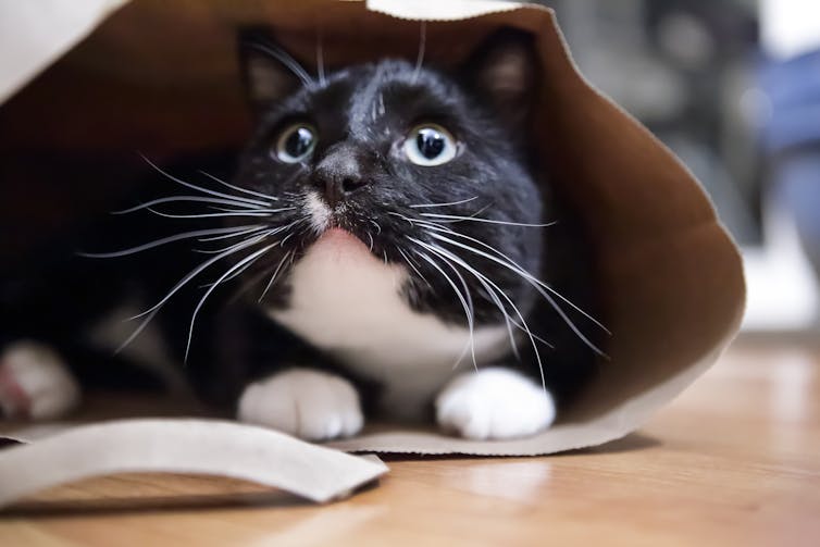 Svart og hvit katt gjemmer seg i en papirpose