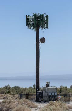 Cell phone tower'disguised' with palm fronds.