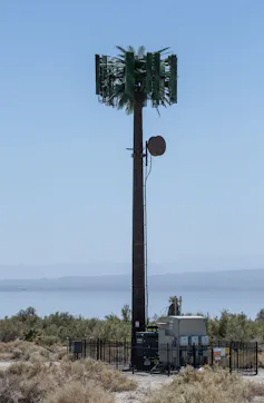 Cell phone tower 'disguised' with palm fronds.