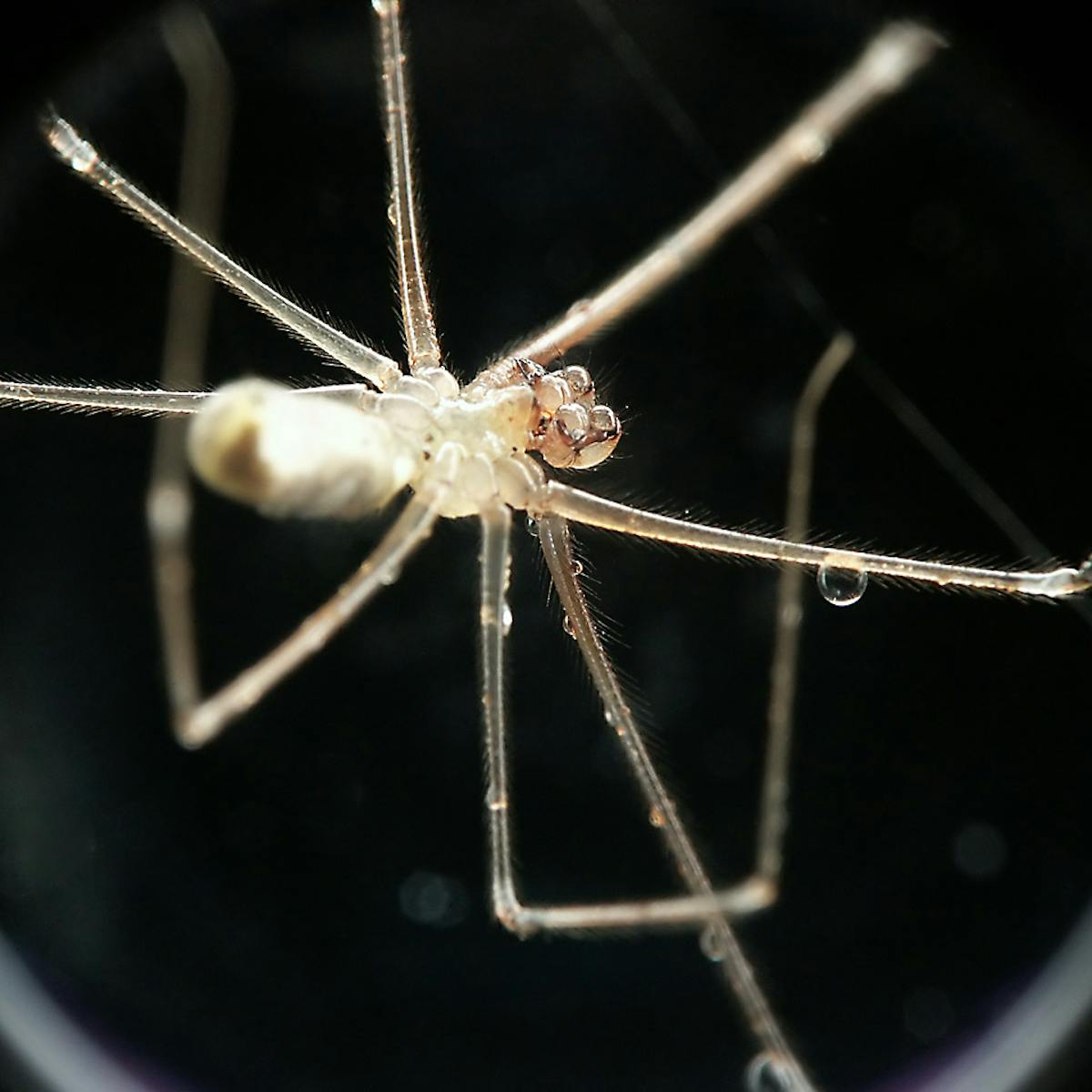 Explainer Why Are We Afraid Of Spiders