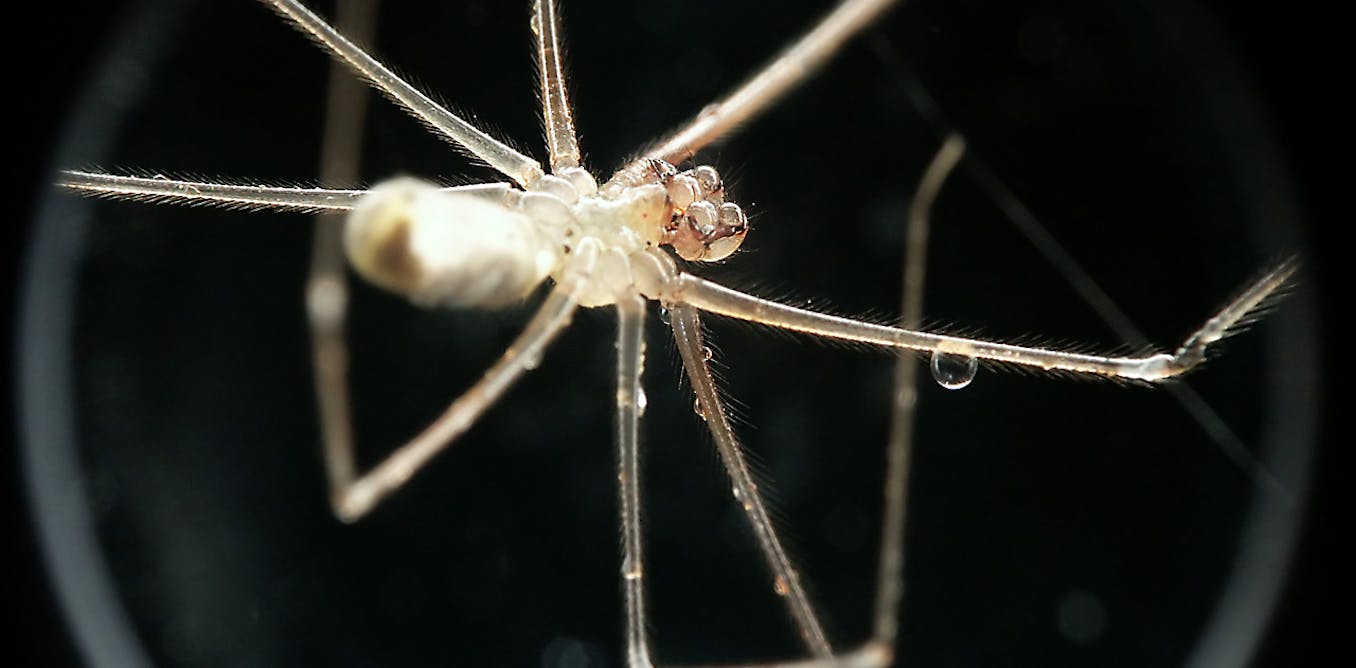 Spider expert explains the one thing you should always do when you