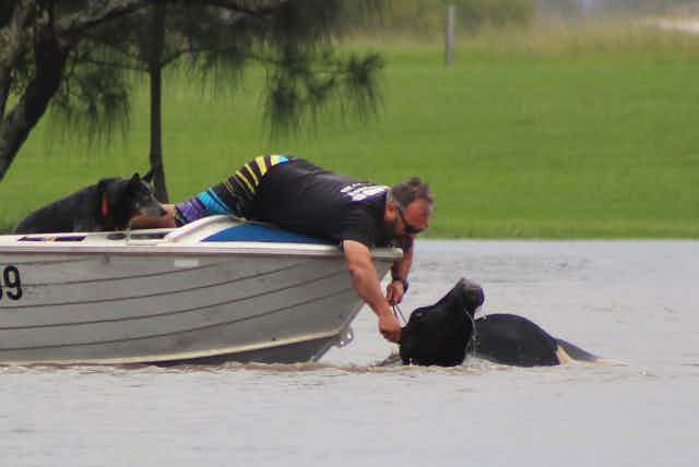 Man with dog in a tinnie tries to rescue cattle from floodwaters