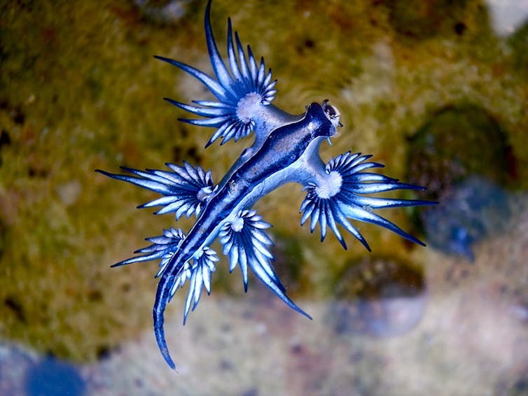Blue sea dragon - a shell-less sea slug that feeds on dangerous jellyfish.