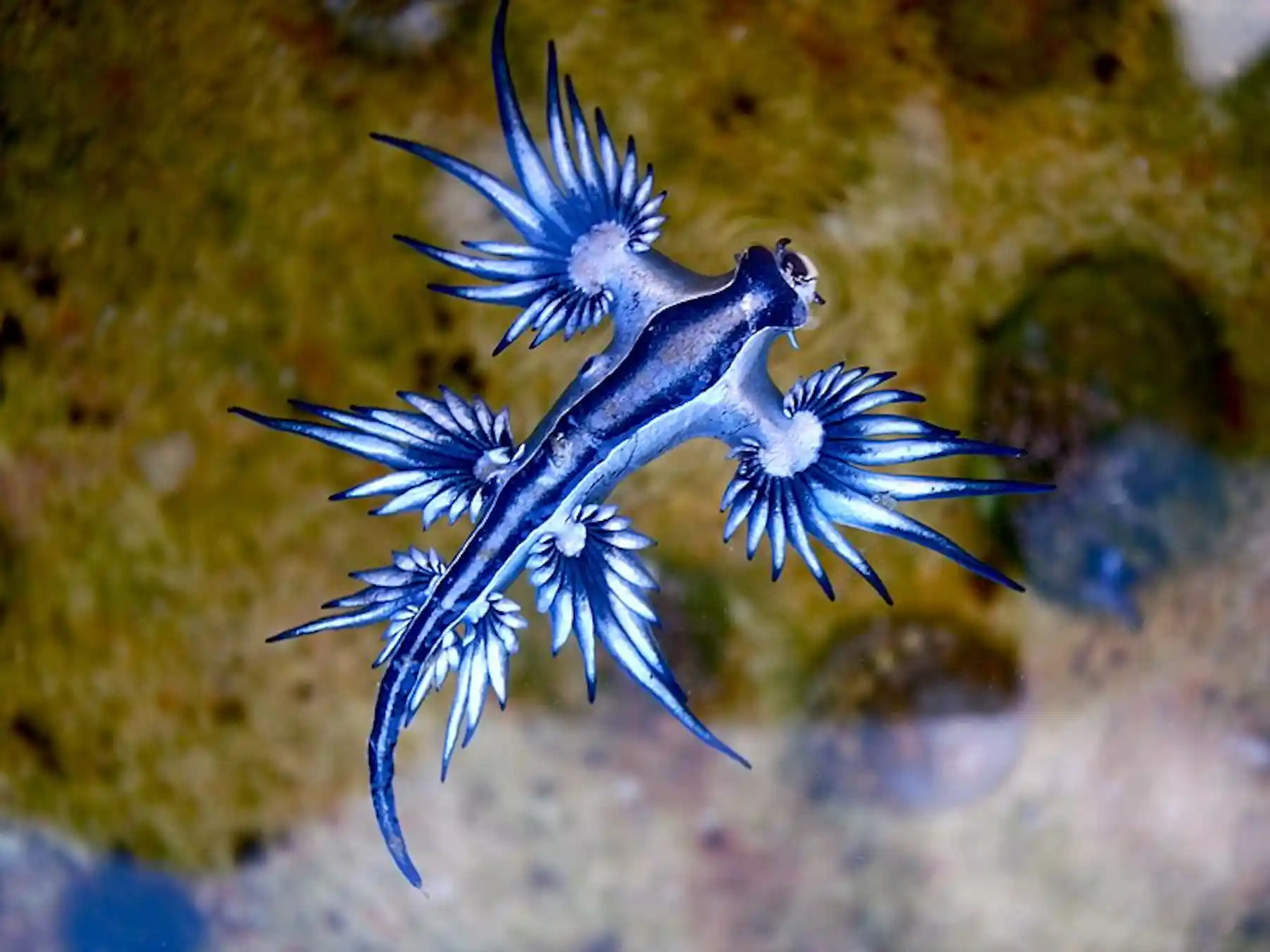 Shell Less Sea Animals Empty mollusc shells hold the story of evolution, even for extinct ...