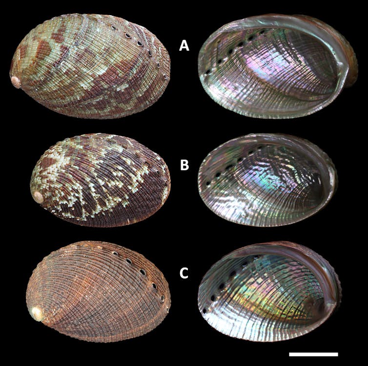 Shells of pāua (abalone)