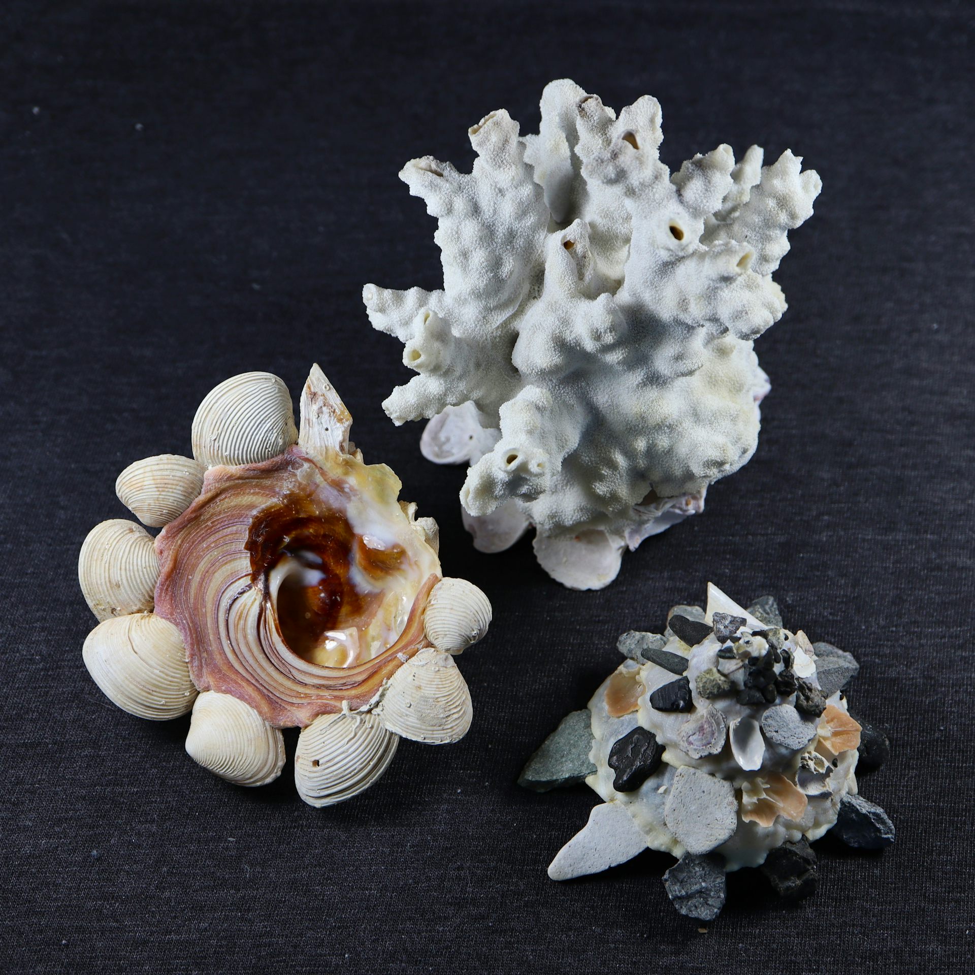 The New Zealand carrier shell - a species that covers itself with rocks and other shells for camouflage.