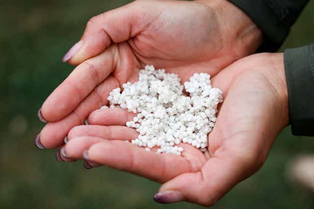 Hands cradling a handful of small, white beads of farm fertilizer