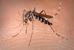 Photo du moustique tigre Aedes albopictus