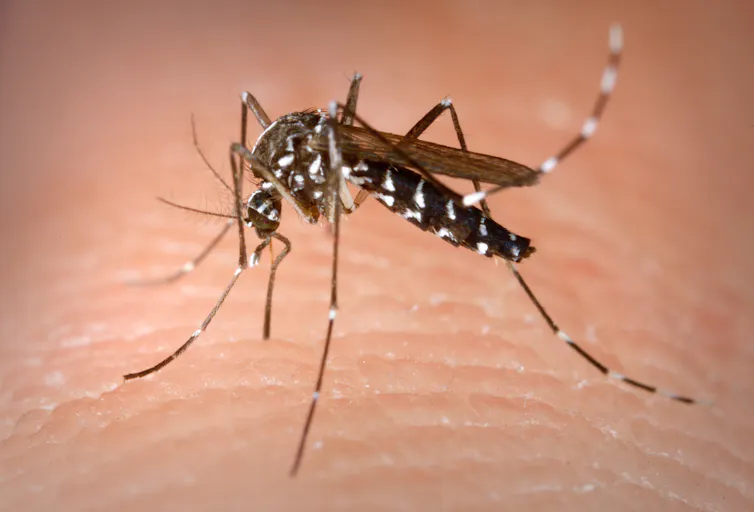 Photo du moustique tigre Aedes albopictus
