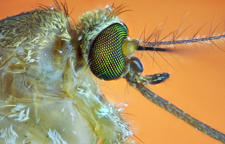 Macrophotographie de la tête d’un moustique