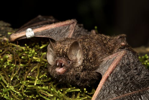 This spider-eating, nest-sharing bat was once safe from fire – until the Black Summer burnt its rainforests