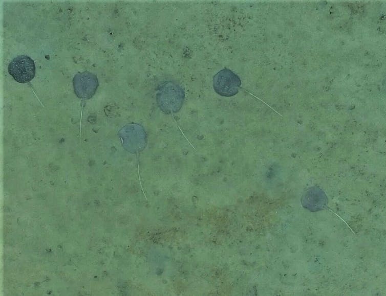 Six stingrays in the sand