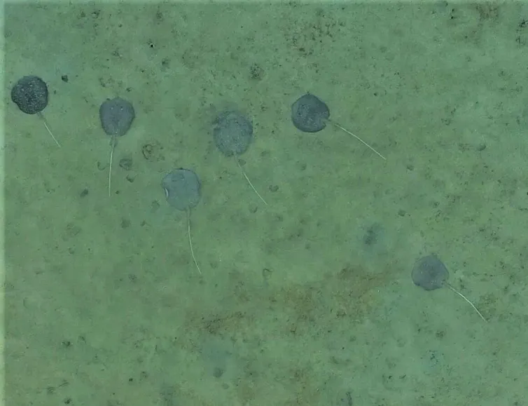 Six stingrays in the sand