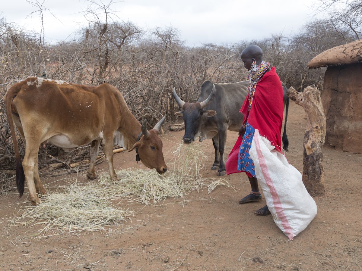 Storing cattle feed can improve milk and meat yields: why African farmers  aren't doing it