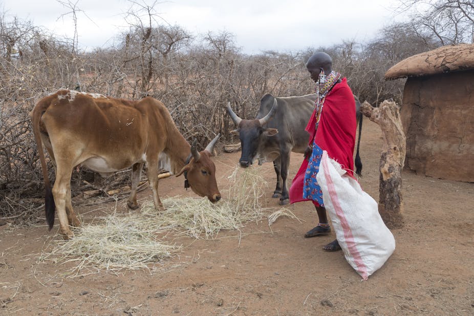 Two cows eat hay fed to them by a woman from a large bag; dry landscape in the background