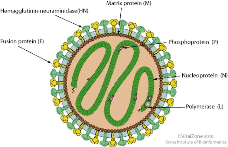 Outline of a round virus with blue and yellow proteins in its envelope.