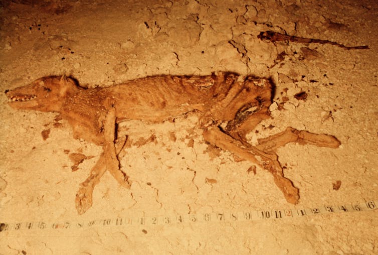 A photo showing a mummified Tasmanian tiger lying in sediment.