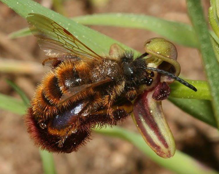 Insecto sobre una flor.