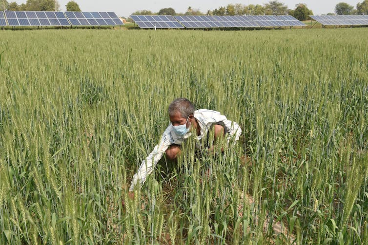 A man crouches in a field, inspecting crops. Behind him are a line of solar panels.