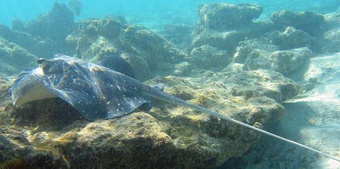 stingrays are underrated sharks we don't know enough about