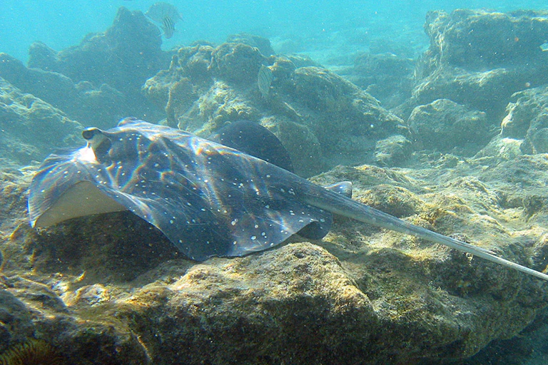 Mangrove whipray on submerged rocks