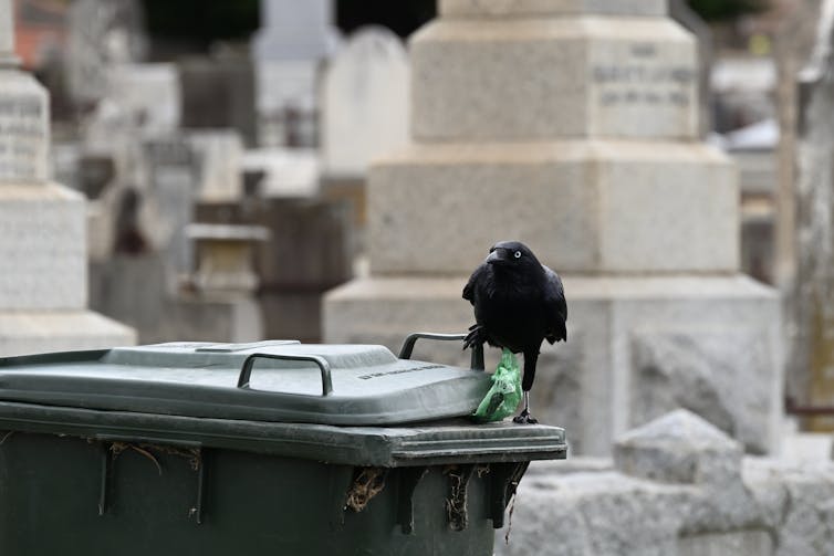 Little raven on a bin in a cemetary
