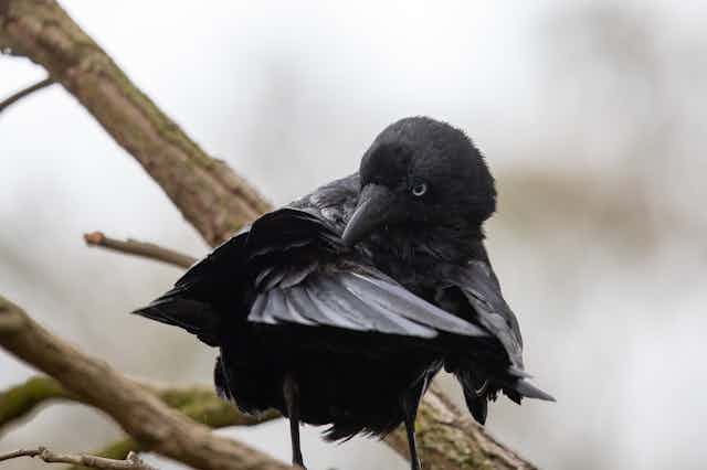 Little raven on a tree branch