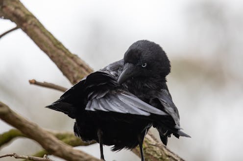 Look up this spring – you might see little ravens build soft, cosy nests from your garden trees