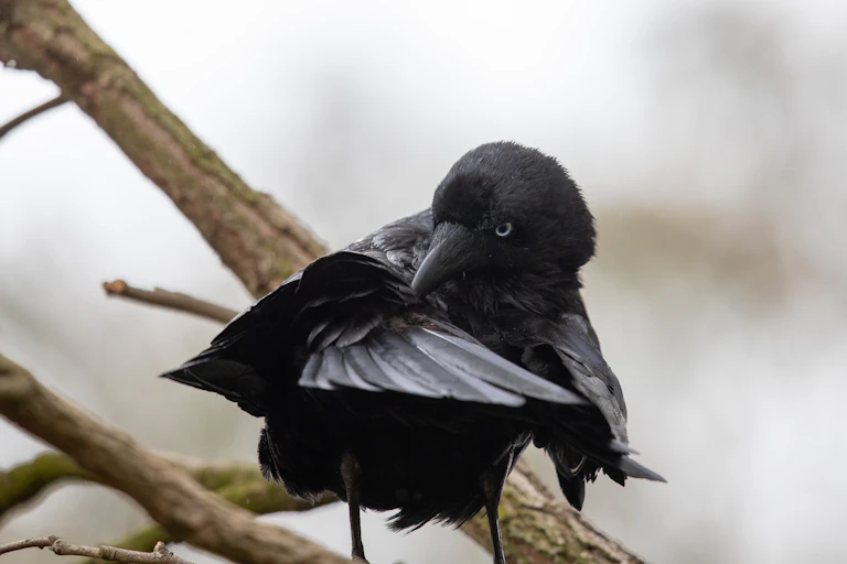 Little raven on a tree branch