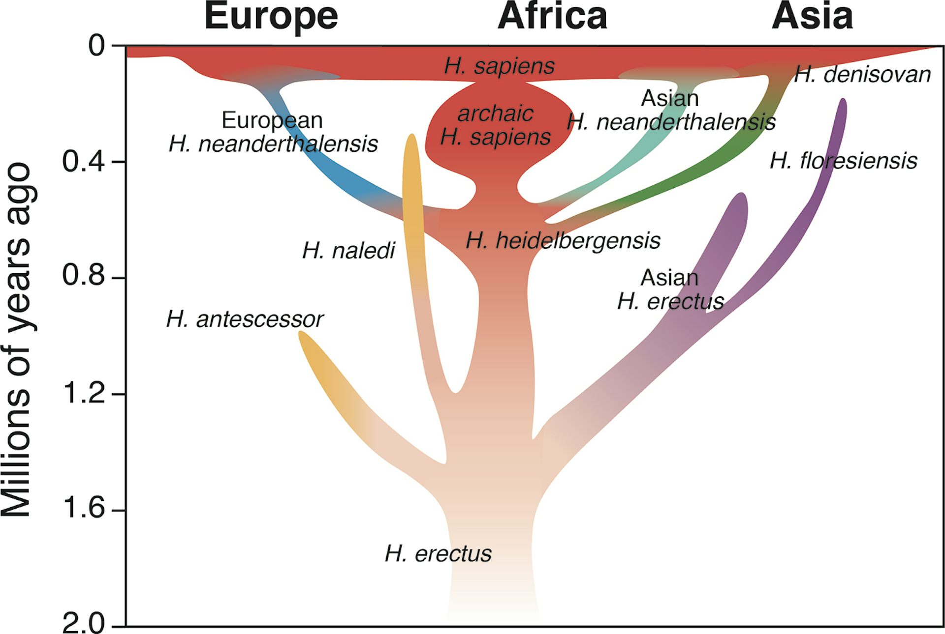 Neanderthals went extinct 40,000 years ago, but there has never been