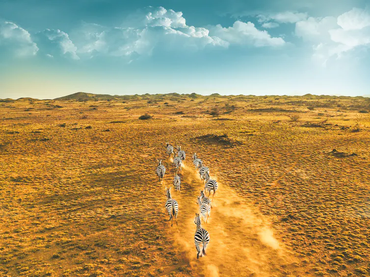 A herd of zebra running together on a dusty landscape.