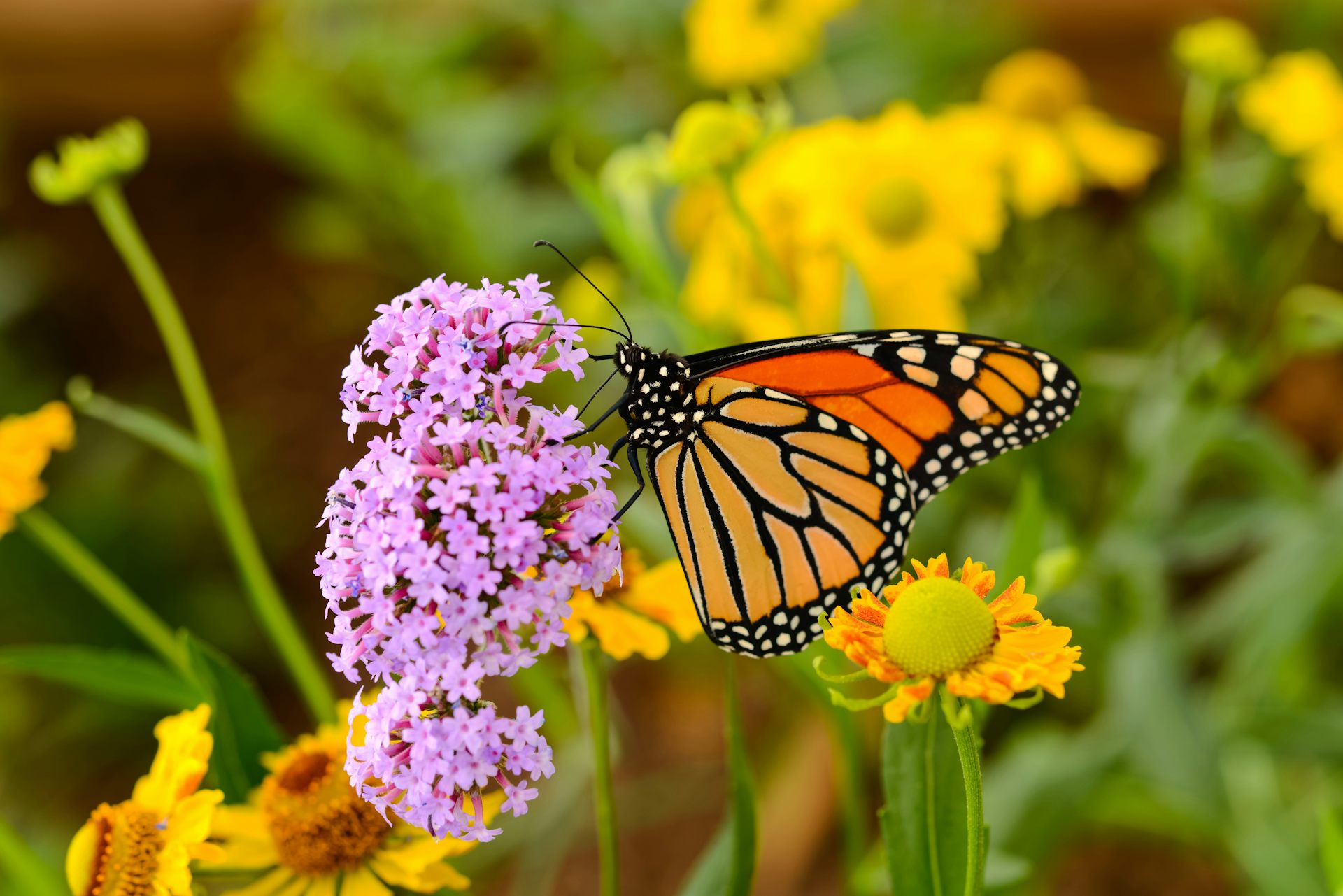 The survival of the endangered monarch butterfly depends on