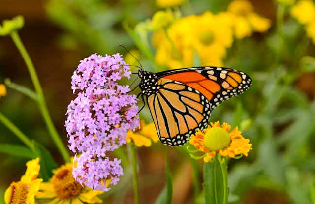 A yellow and orange butterfly on a bunch of purple flowers