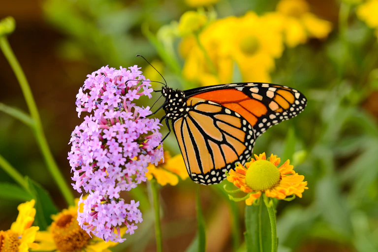 A yellow and orange butterfly on a bunch of purple flowers