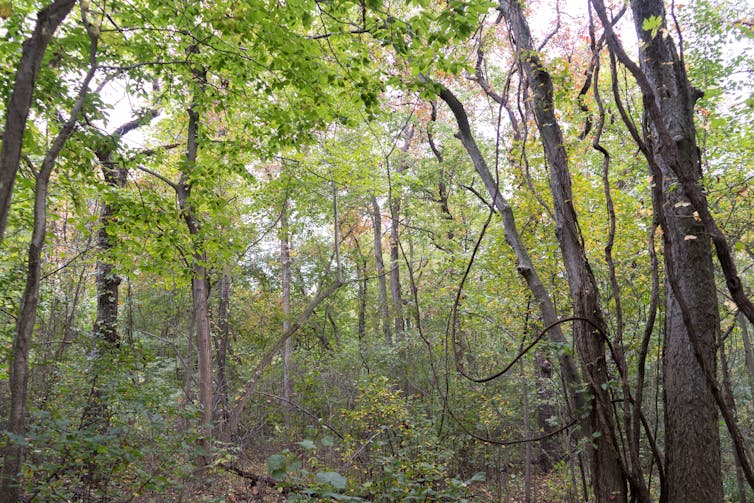 Trees and vines in Carolinian forest — Point Pelee National Park