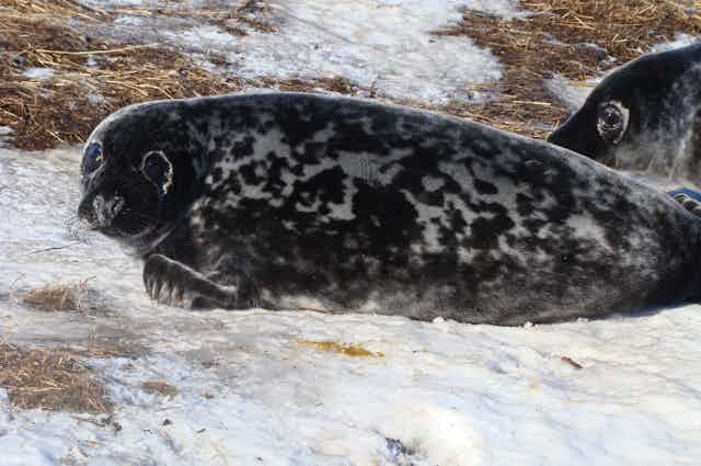 grey seal on an ice floe