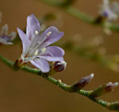 Una flor lila.