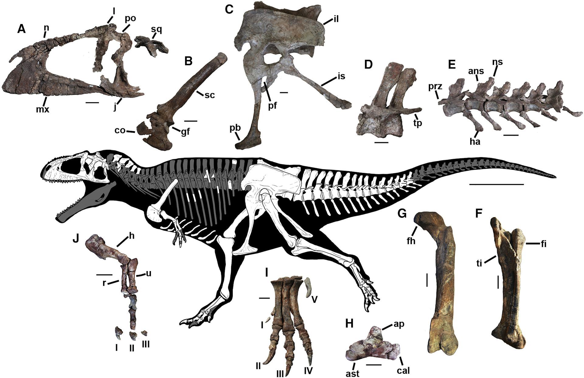 Dinosaurus Besar Yang Baru Ditemukan Memiliki Cara Evolusi Yang Mirip ...